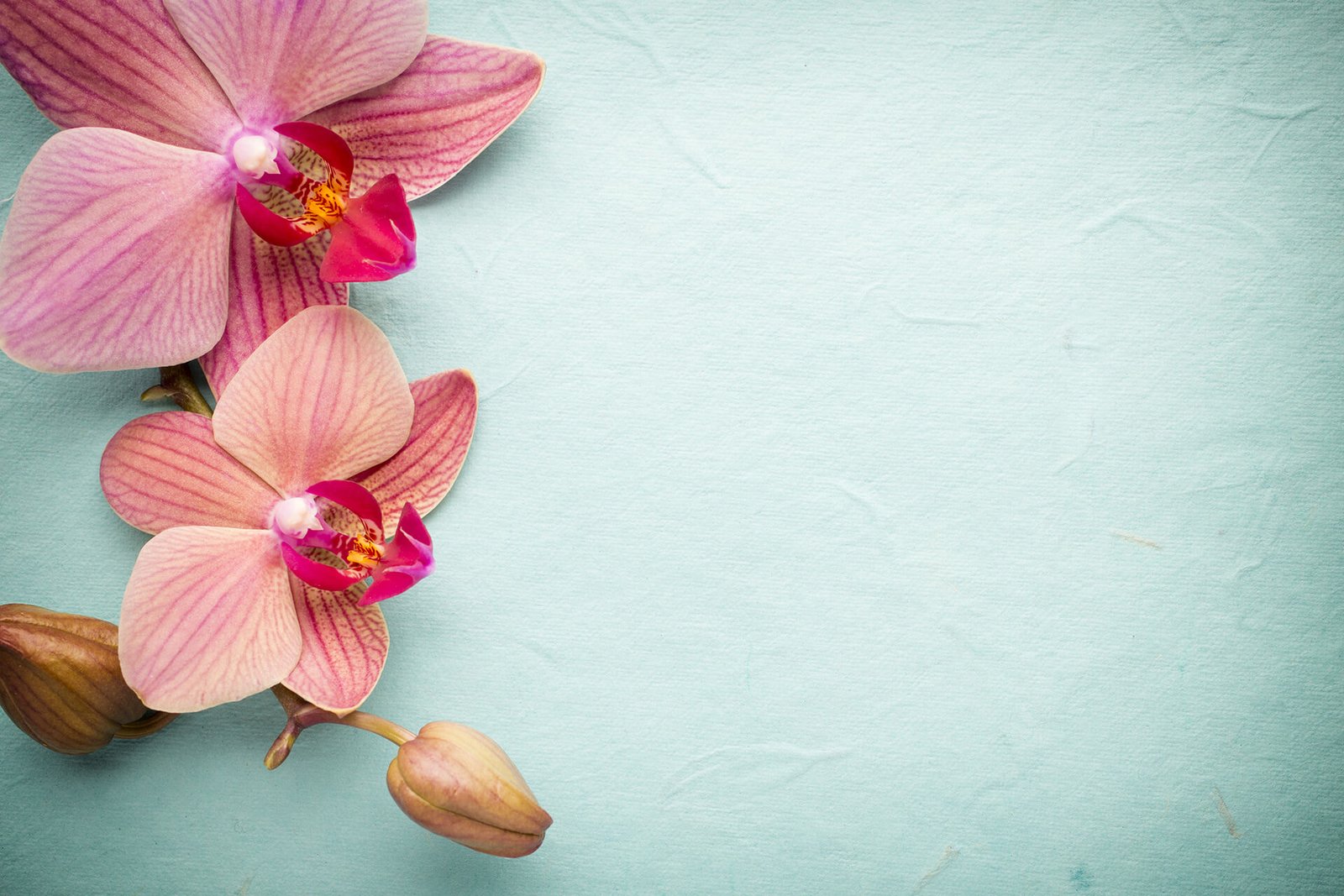 Your Skin Highlight More With Orchird Flower